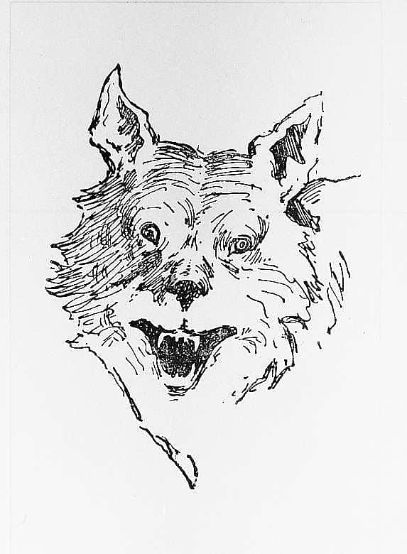 Coyote