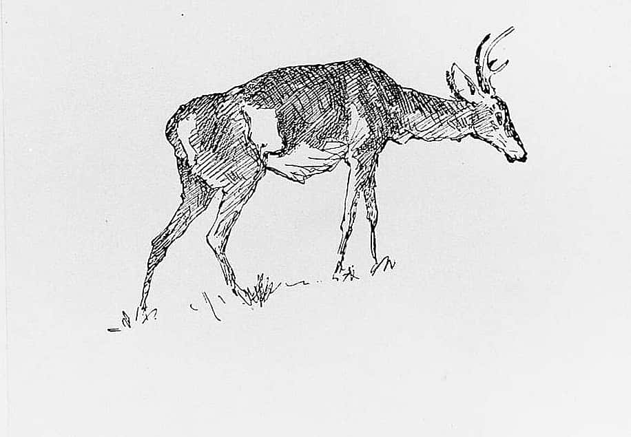 Deer