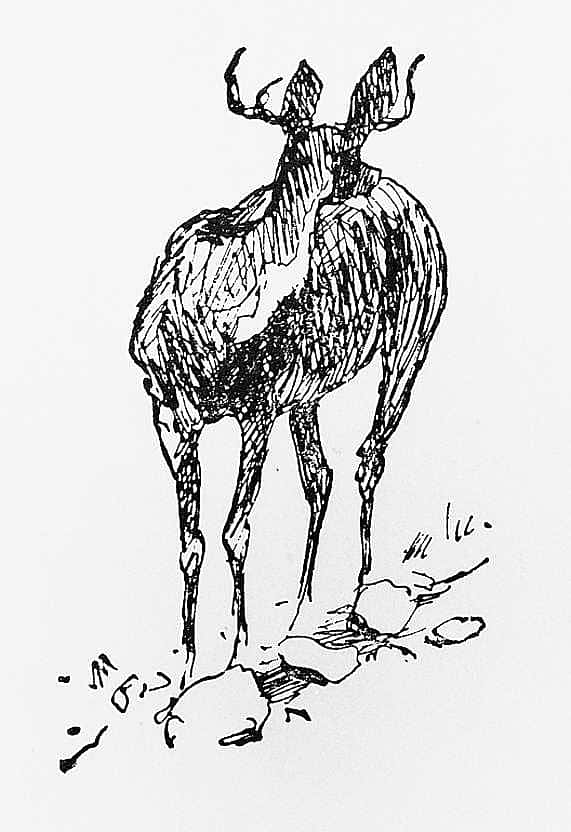 Deer