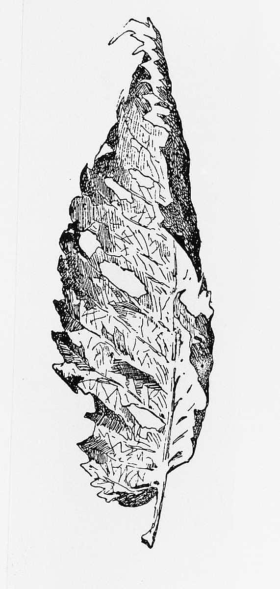 Elm Leaf, 1889