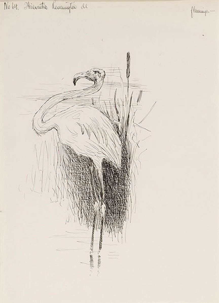 Flamingo