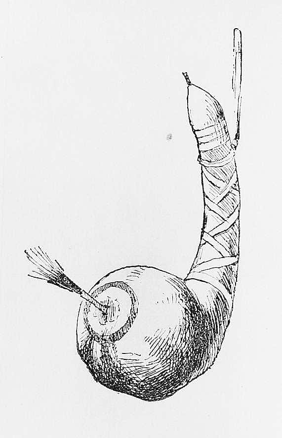 Gourd Rattle