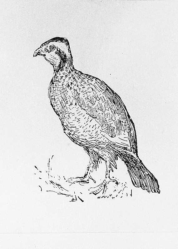 Grouse
