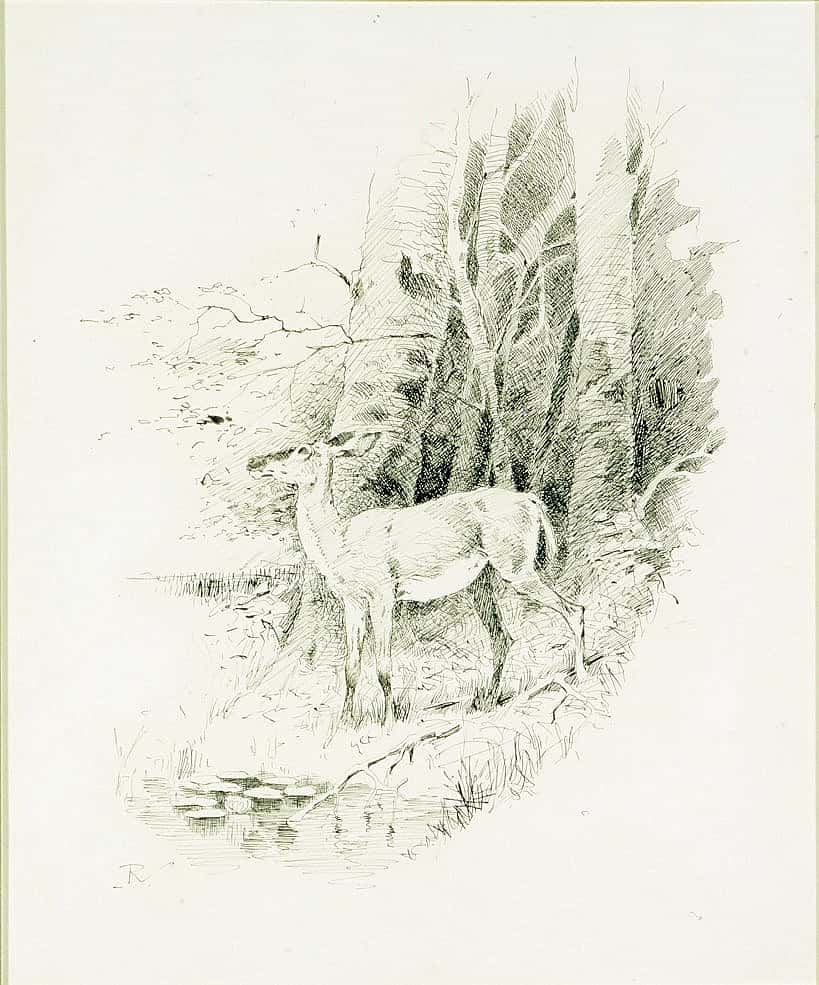 In the Forest