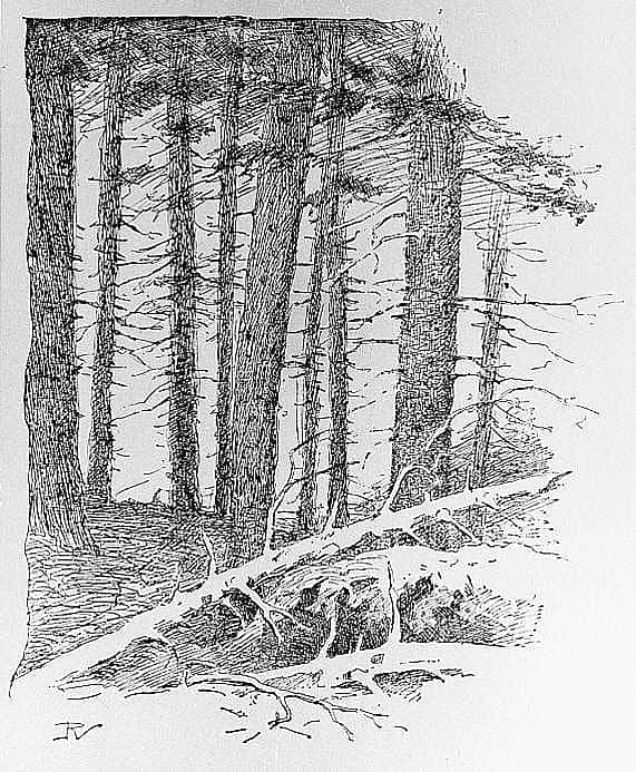 In the Spruce Forest