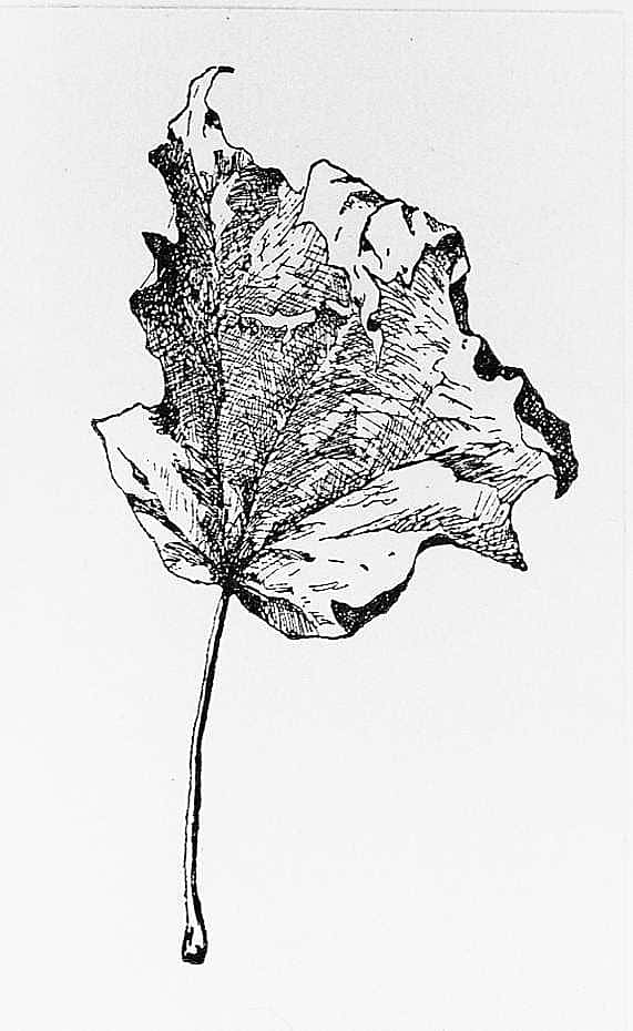 Maple Leaf