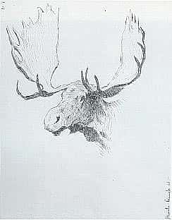 Moose Head