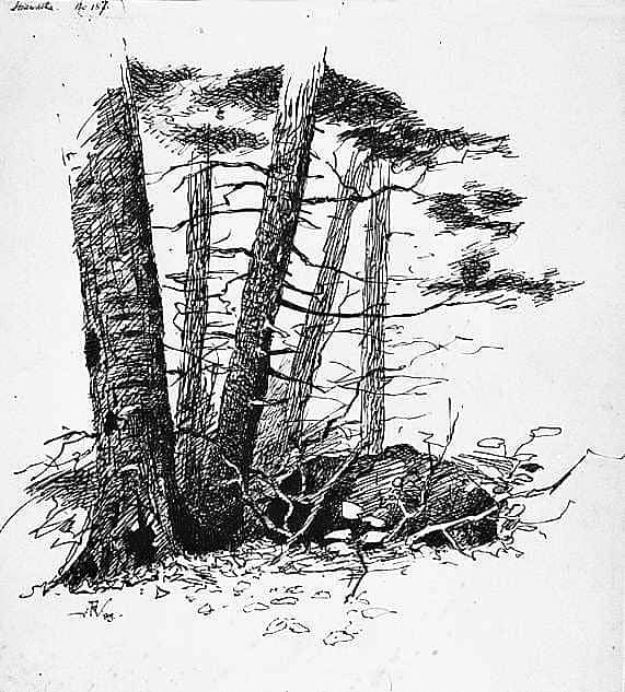 Pine-Trees
