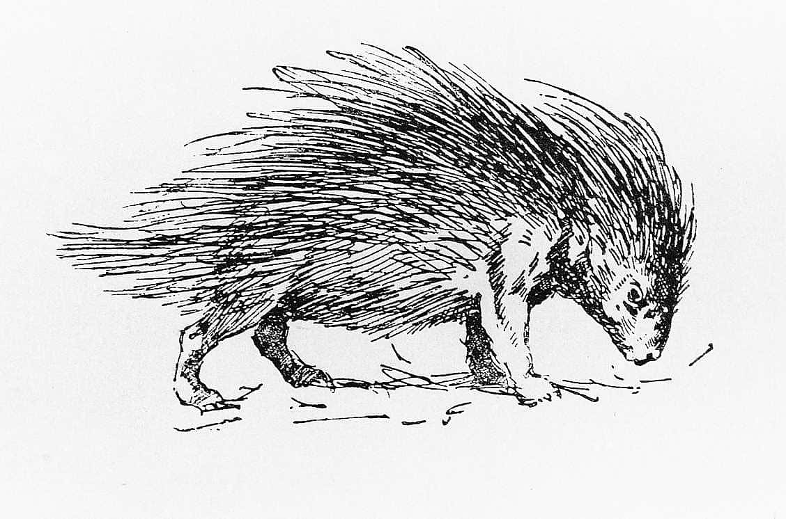 Porcupine
