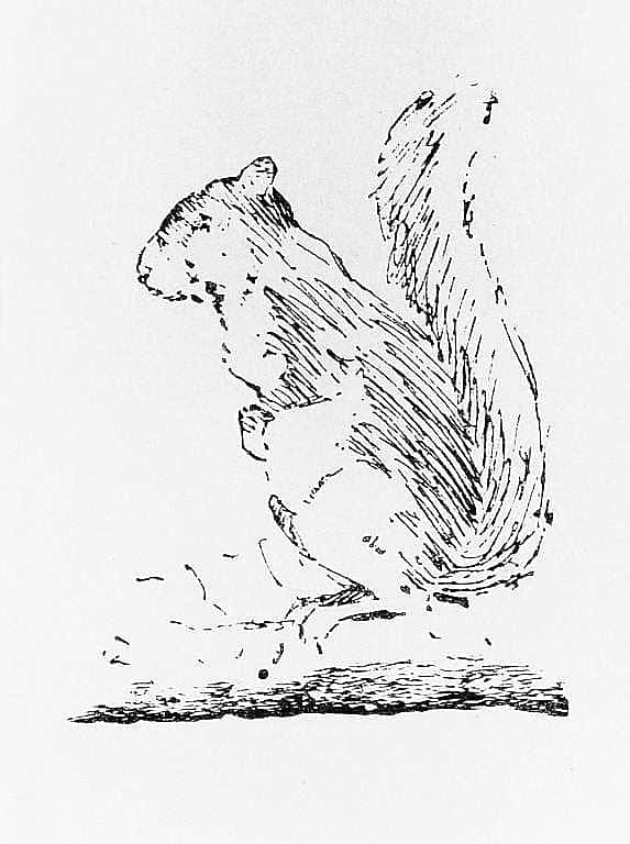 Squirrel