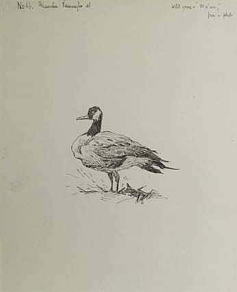 Wild Goose