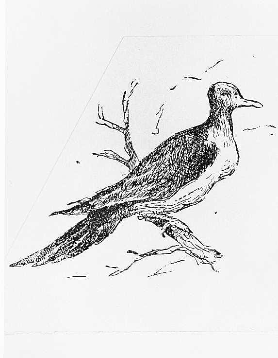 Wild Pigeon, 1889