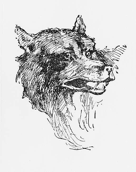 Wolf, 1889