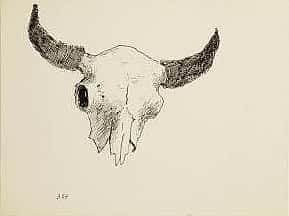 Buffalo Skull