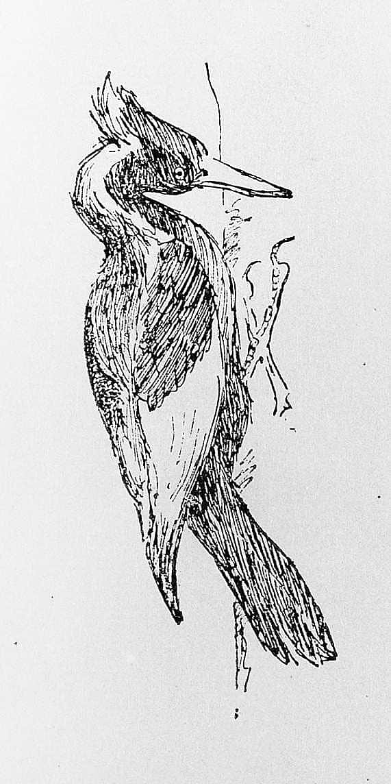Woodpecker