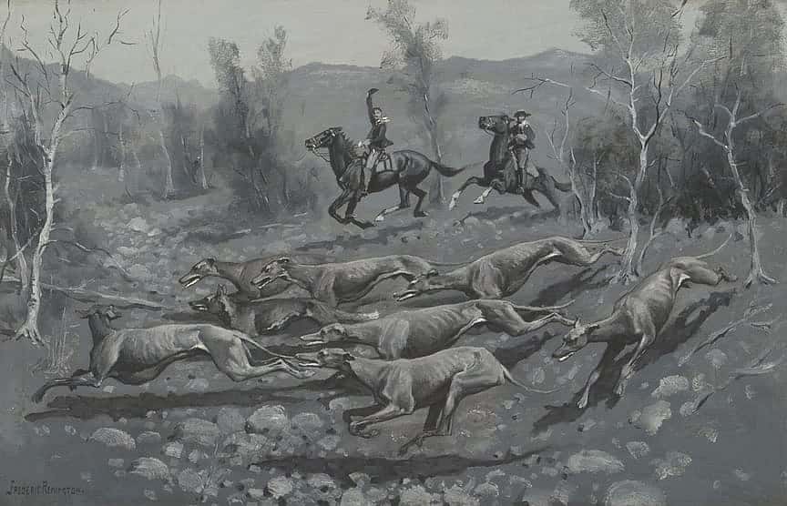 Running a Coyote with Hounds in Southern California