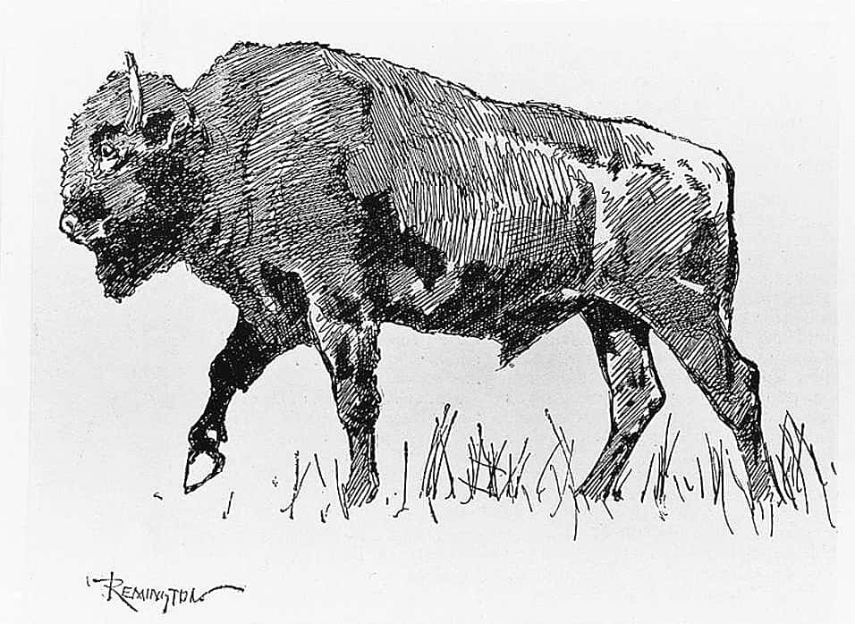 Four-Year Old Bull, Three-Fourths Buffalo