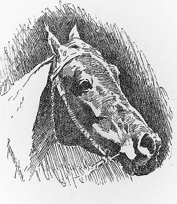 Untitled ("The New York Horse Show of 1890," head of horse)