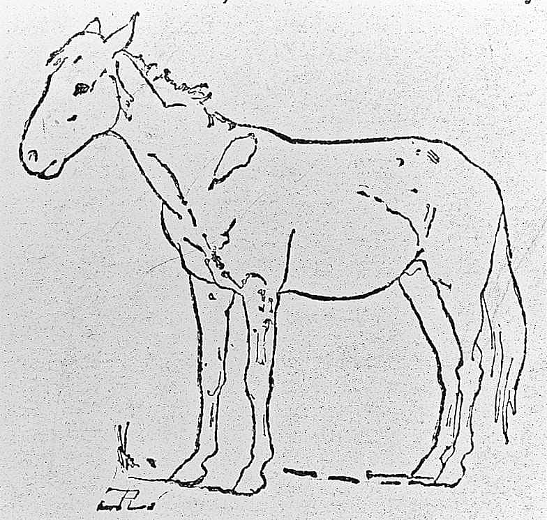 The Western Pony