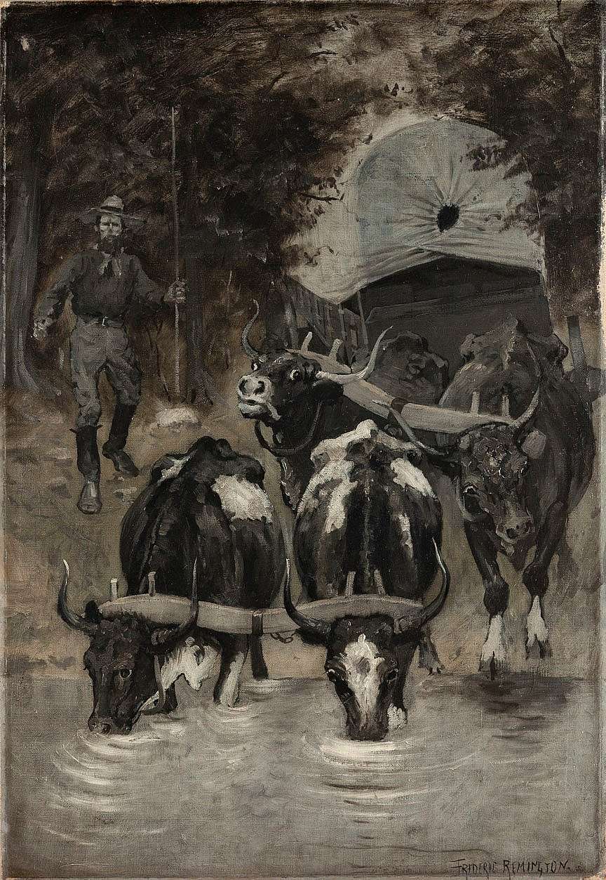 Thirsty Oxen Stampeding for Water