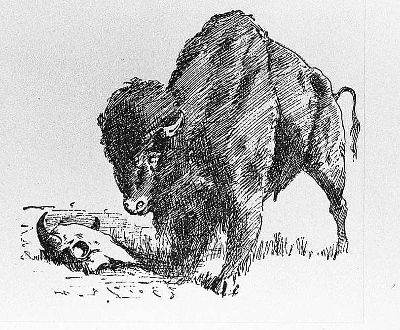 Buffalo