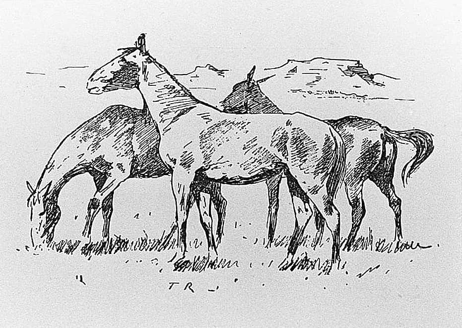 Ponies