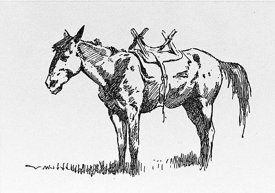 Pony and Packsaddle