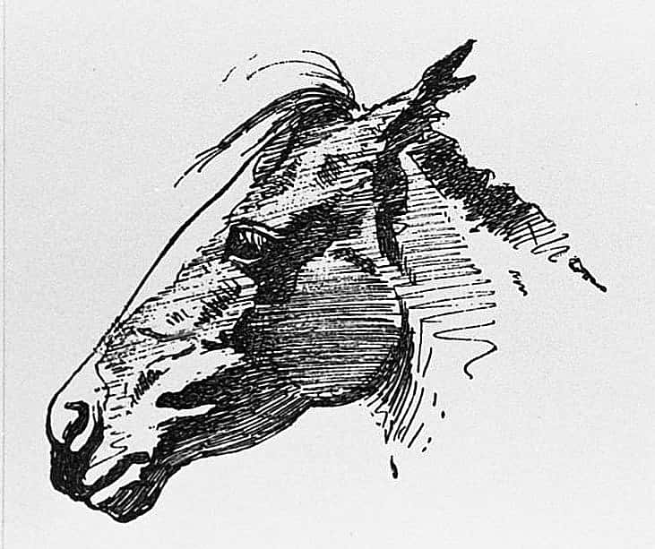 Pony