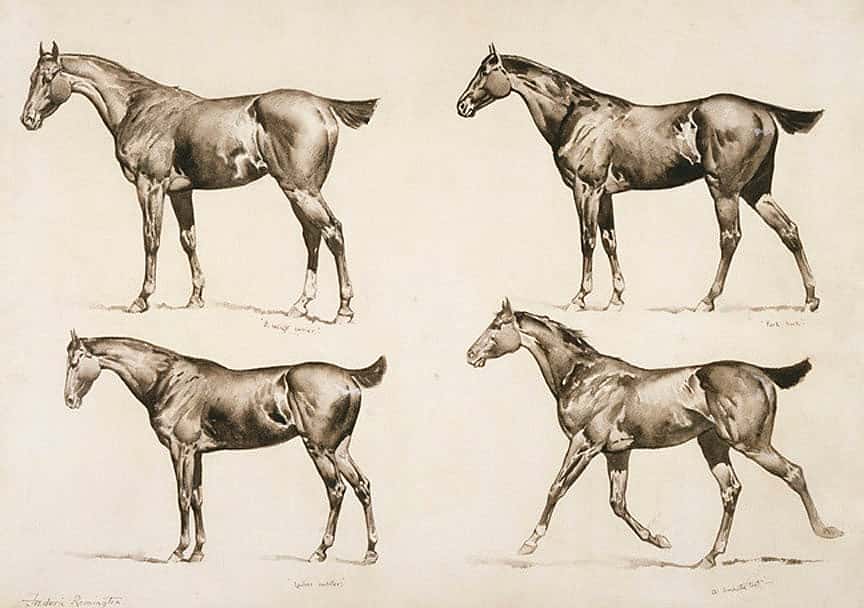 Types of Saddle Horses: A Weight Carrier; Park-Hack; Ladies Saddler; A Smooth Trot