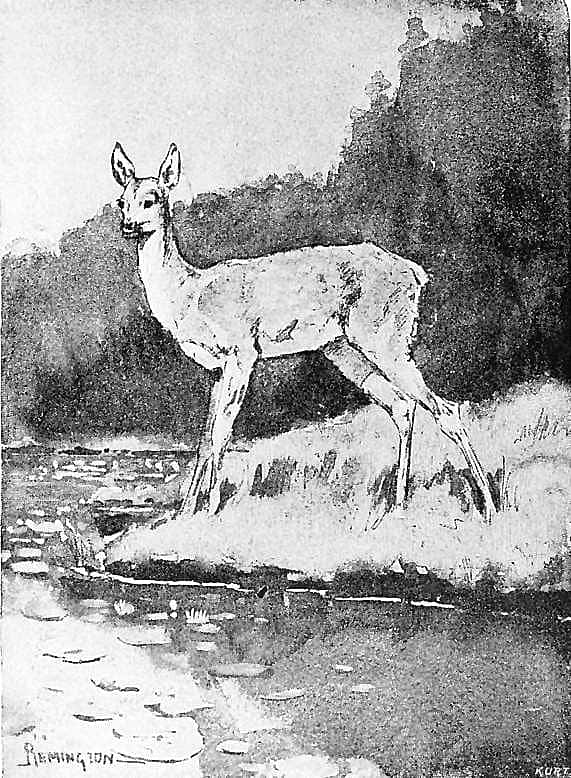 The Fawn