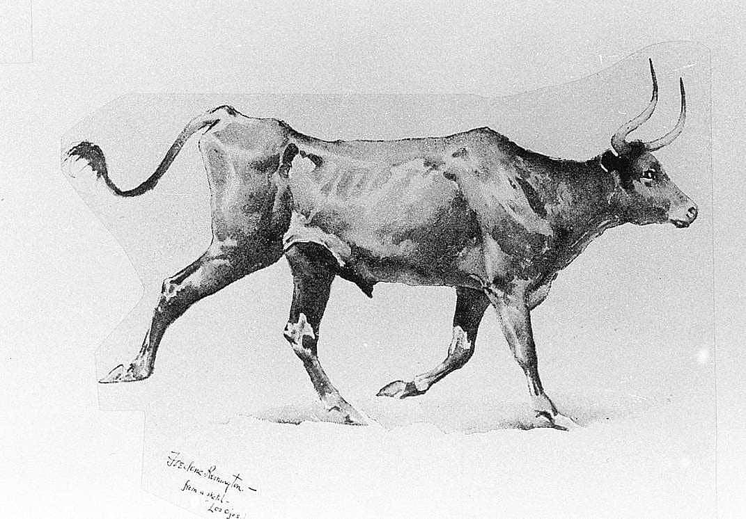 A Mexican Steer