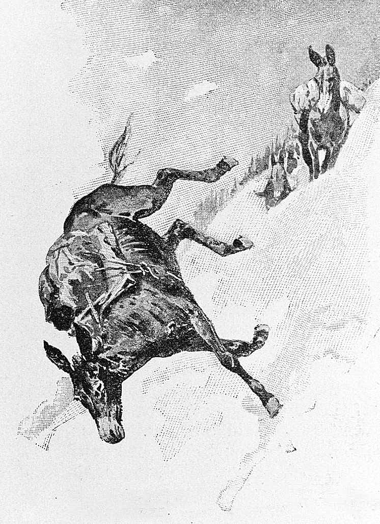 Mule Falling Headlong