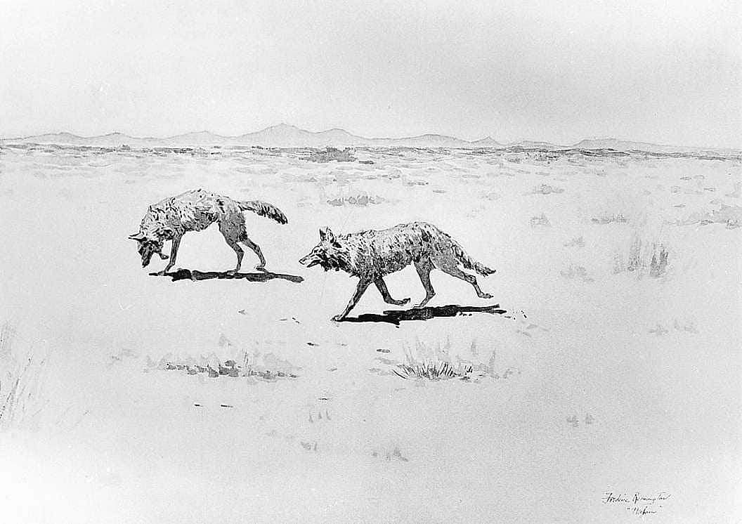 Coyotes