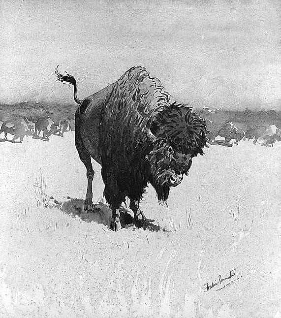 A Buffalo with the Pack