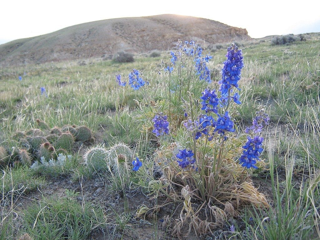 Larkspur is in full bloom in the Bighorn Basin. photo by J. McDonald