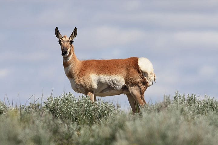 A pronghorn stands watch in the Bighorn Basin of Wyoming.