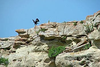 Fledging flapping its wings on a rock ledge near the nest.