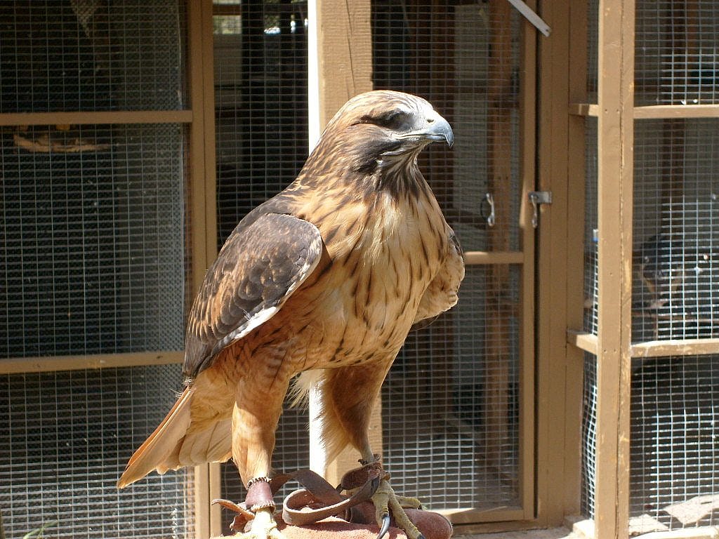 Another view of the Center of the West's red-tailed hawk, showing his "bad" side. He's still handsome.