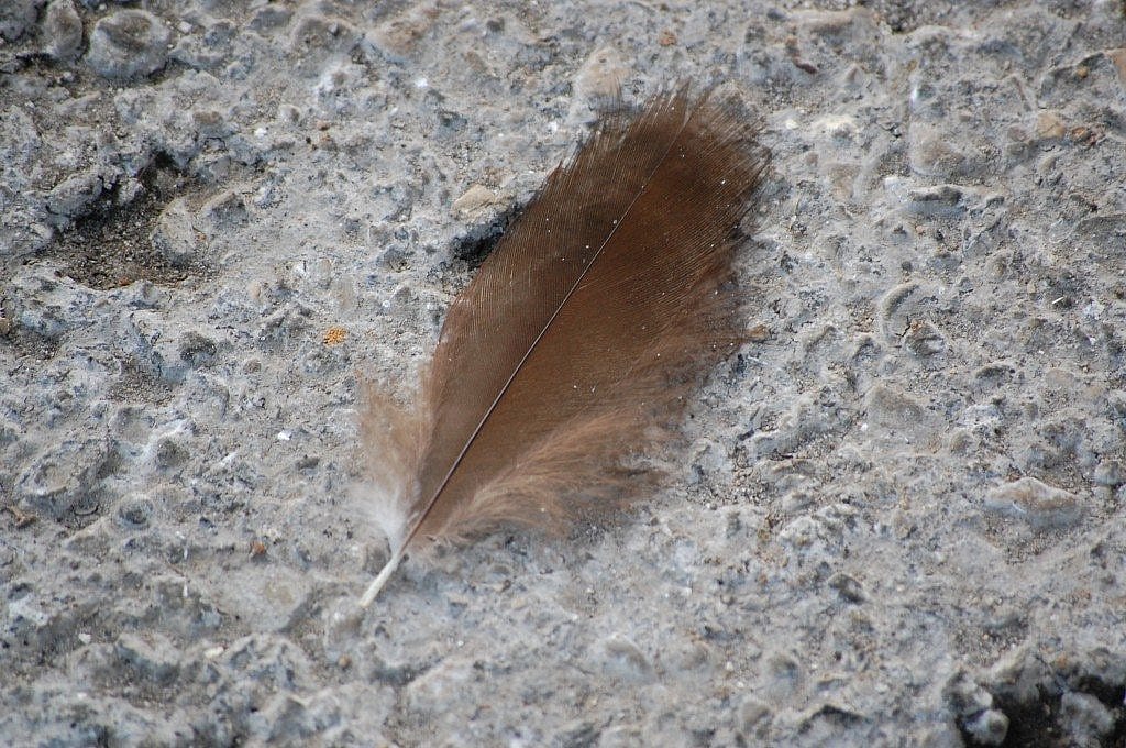 Turkey Vulture feather
