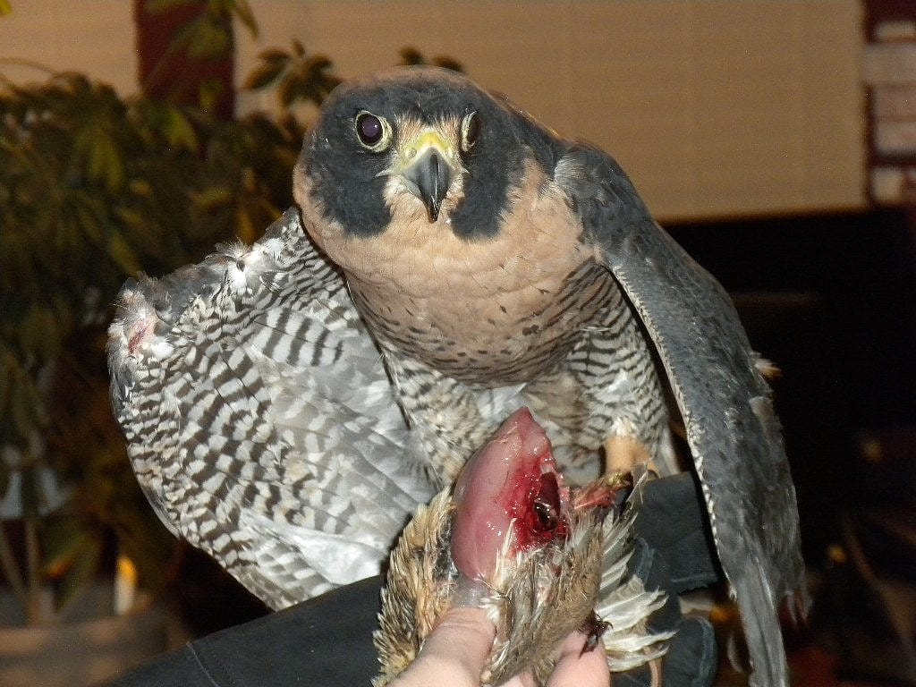 Peregrine falcon Hayabusa wondering if it's safe to eat.