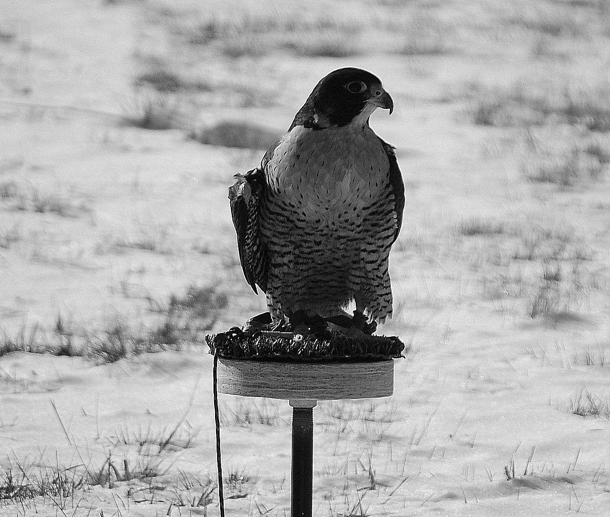 Hayabusa enjoying some sunshine during her "staycation" at the Greater Yellowstone Raptor Experience