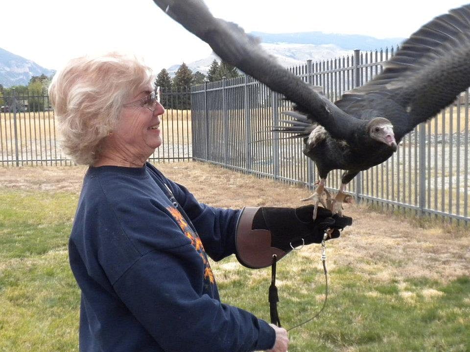 Suli the turkey vulture flying with Sally, a volunteer at the Draper Museum Raptor Experience