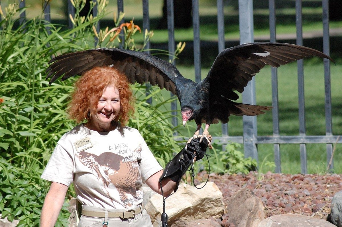 Suli blowing my hair as she flaps her wings. (Trainer Anne at the Buffalo Bill Center of the West.)