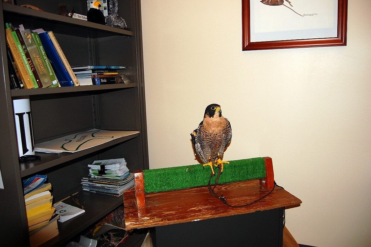 Haya hanging out in one of the offices at the Center of the West.