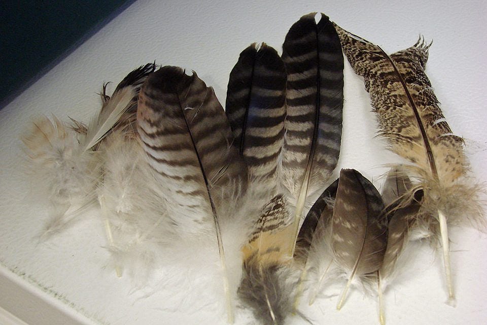 Feathers collected that will be sent off to the US Fish and Wildlife Service from the Buffalo Bill Center of the West.
