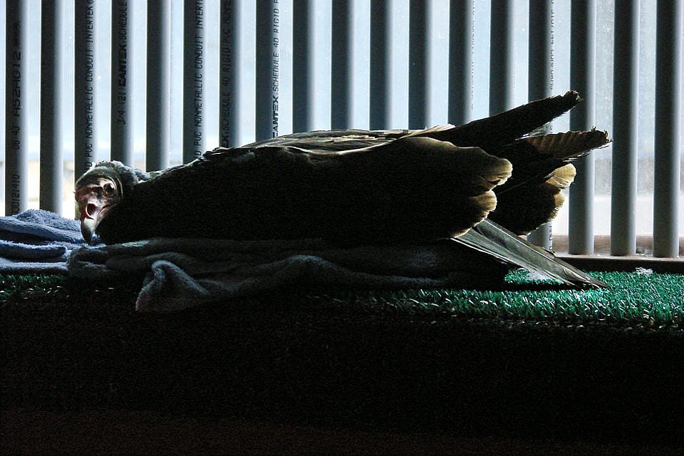 Suli resting on her blanket in front of her window at the Buffalo Bill Center of the West