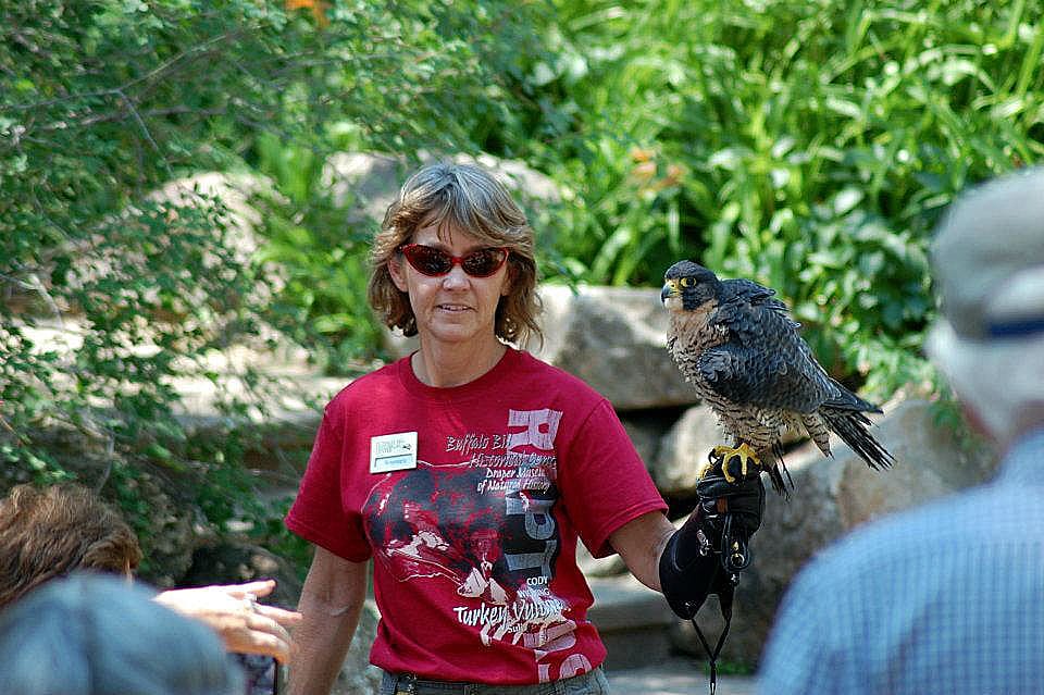 Hayabusa rousing (shaking out her feathers) on Rose’s glove during a summer program at the Buffalo Bill Center of the West