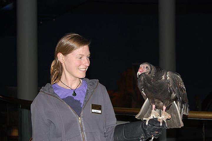 Volunteer Lisa showing off Suli, our turkey vulture, within the Buffalo Bill Center of the West  during the off season.