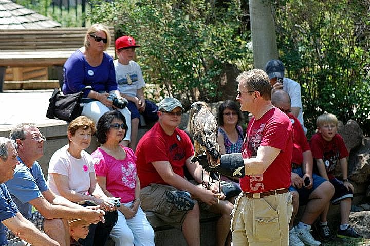 Patrick with Isham, our red-tailed hawk, during a summer program at the Buffalo Bill Center of the West