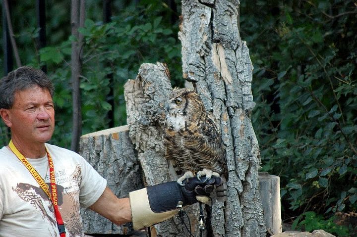 Volunteer Richard demonstrating how well camouflaged Teasdale is when perched in a tree at the Buffalo Bill Center of the West